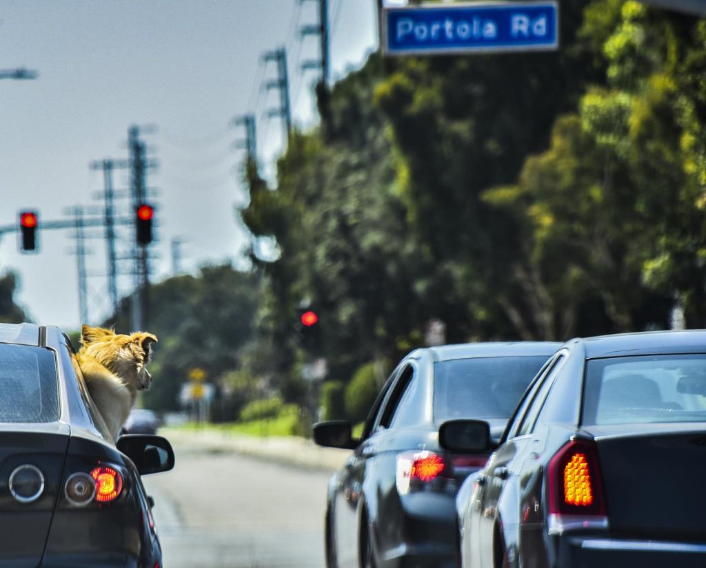 dog-ride-in-a-car-15360317550td.jpg